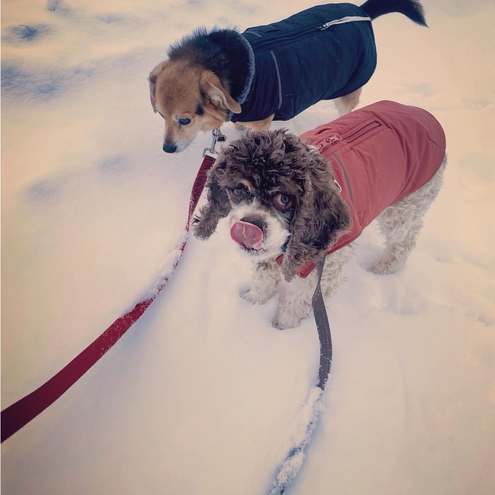 Cozy Canine Winter Coat - Black and Rust Brown